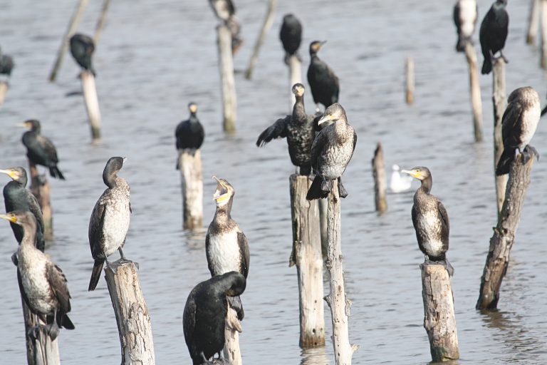 Cormoran&nbsp;: fin des tirs en eaux libres