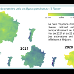 Les pucerons arriveront sur les betteraves autour du 2 mai