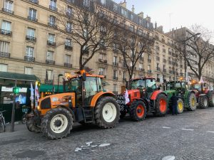 Les lapins de la discorde