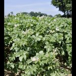 La Pologne a toujours la patate