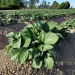 Verrous de sécurité pour les fongicides