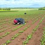 Agriodor lève 5 millions d’euros pour lutter contre les pucerons