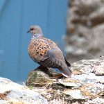 Sauver la tourterelle des bois 