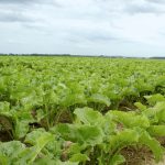 La jaunisse est peu présente pour le moment