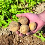 La pomme de terre face au changement climatique