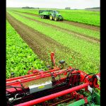 Petite progression des rendements en betterave