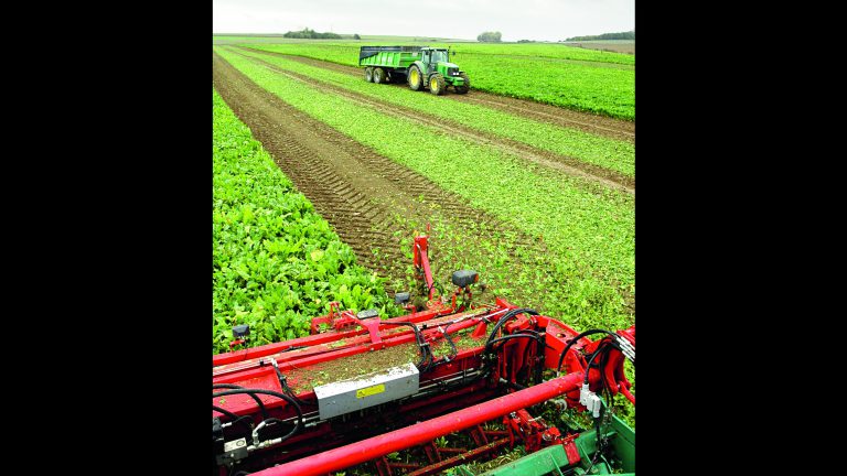 Petite progression des rendements en betterave