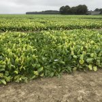 Six semenciers présentent le progrès génétique