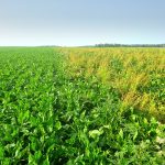 Première campagne réussie pour les betteraves Smart