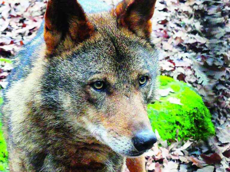 Plan loup&nbsp;: un pas en avant