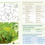 Variétés recommandées en situation à risque de cercosporiose