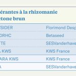 Variétés recommandées en présence de rhizoctone brun