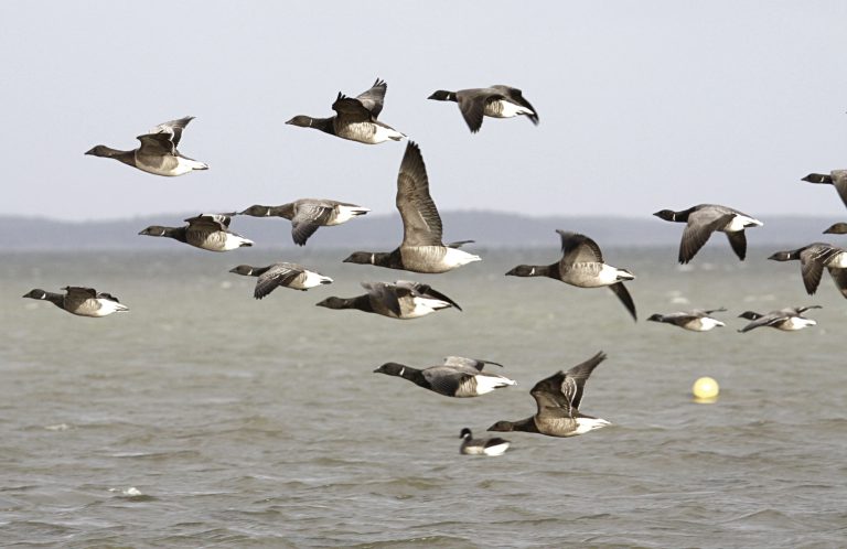 La chasse à l’étouffée