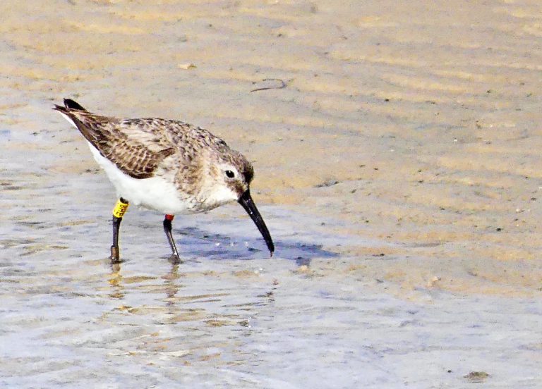 Oiseau bagué mode d’emploi