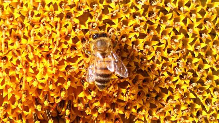 La biodiversité utile au service de l’agriculture
