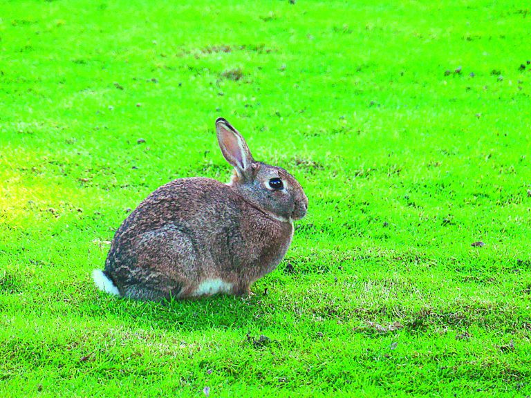 Les lapins de la discorde