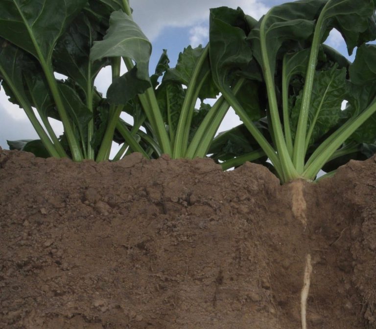 L’agriculture régénérative s’invite au Salon