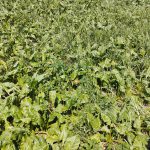 Désherbage : privilégier la diversité des modes d’action 1 Désherbage : privilégier la diversité des modes d’action