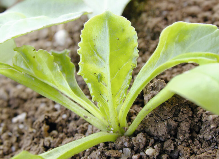 Alerte jaune sur les betteraves