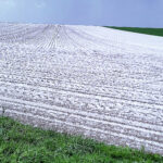 Des semis tardifs entre les pluies, des populations hétérogènes