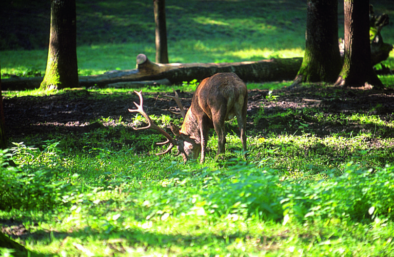 Forêts domaniales : on va prélever davantage