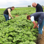 Une baisse des IFT plus limitée en forte pression mildiou