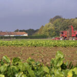 Grosse inquiétude sur la cercosporiose