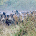 Sangliers : le combat continue