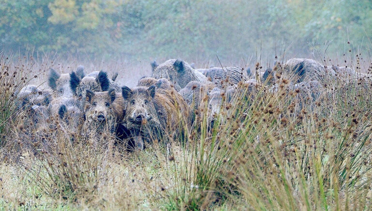 Sangliers : le combat continue