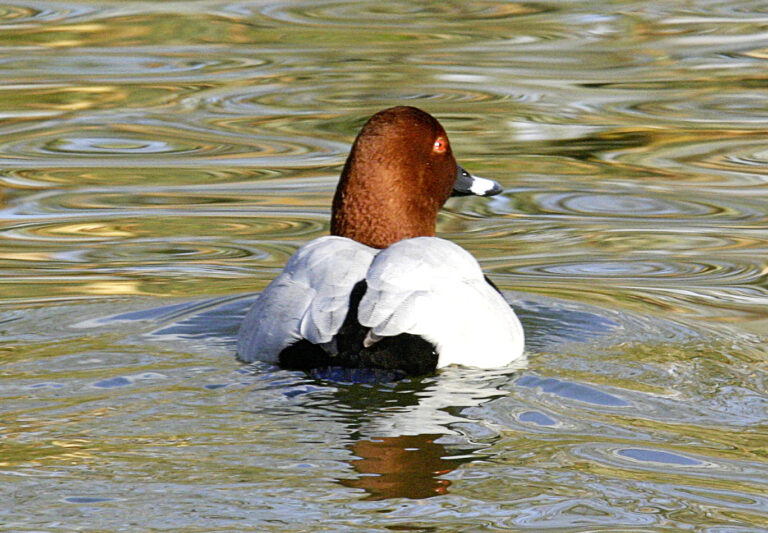 La chasse des canards sous le feu européen