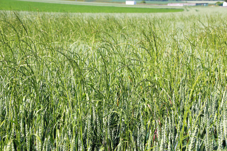 Prendre soin de son sol pour gérer les adventices envahissantes