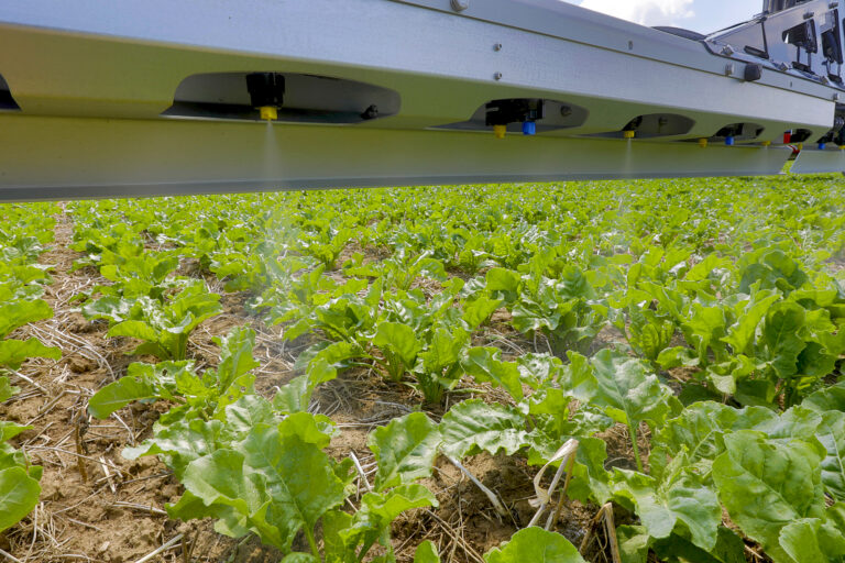 Quelles solutions pour traiter ses betteraves à 45 cm en localisé ?