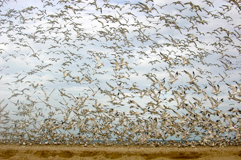 Faut-il sacraliser l’animal&nbsp;?