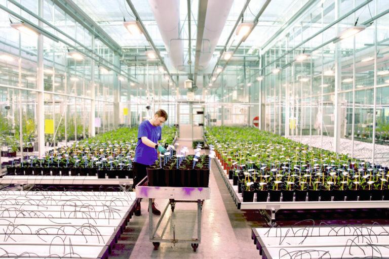 Progrès des variétés Smart dans la lutte contre la cercosporiose