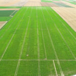 Les variétés testées pour leur tolérance à la jaunisse