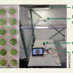 Des variétés de betteraves moins appétentes pour les pucerons ?