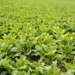 Quels sont les virus présents en plaine en 2024 ?