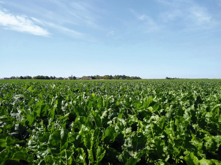 L’ITB mobilisé pour anticiper le retrait des molécules chimiques