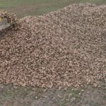 Tereos offre une prime pour les betteraves bas carbone 1 Tereos offre une prime pour les betteraves bas carbone