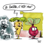 Le sucre de betterave encore trop méconnu 1 Le sucre de betterave encore trop méconnu