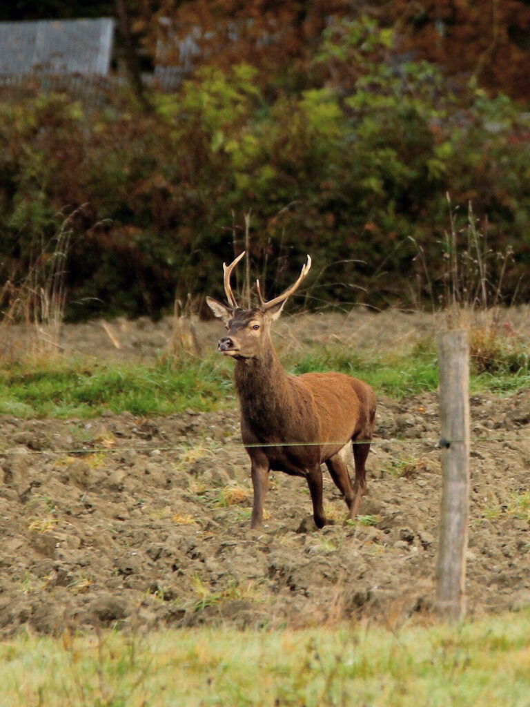 Prélevez davantage !