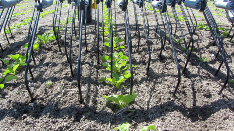 Le sucre bio en perte de vitesse en Europe