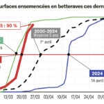 Un coup d’accélérateur sur les semis de betteraves