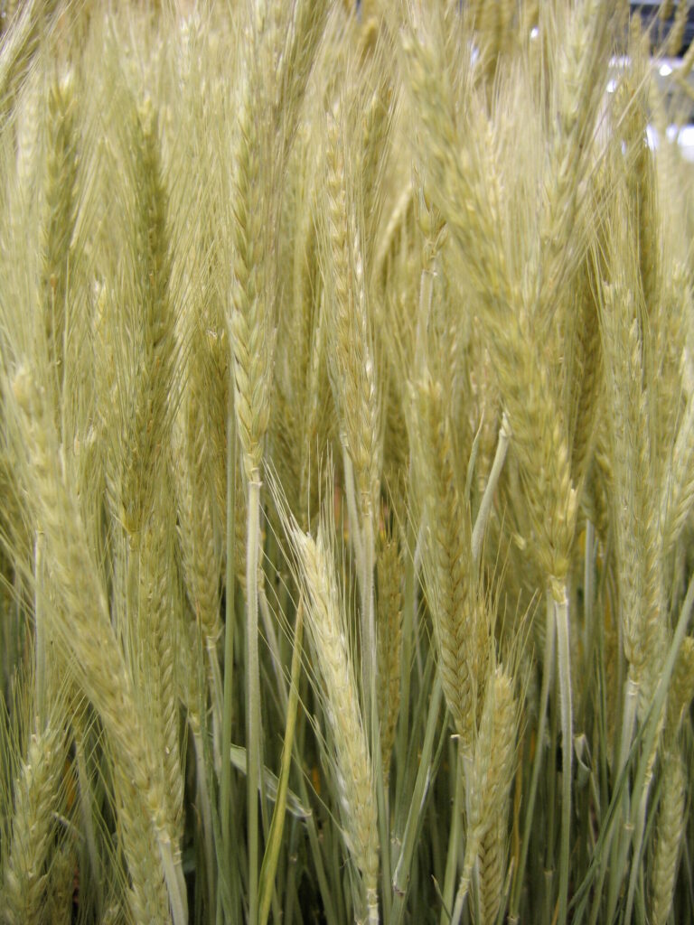 Améliorer encore plus l’efficience des apports d’azote