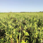 Bien choisir ses couverts d’interculture