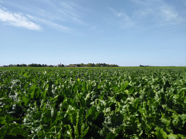 Adapter le désherbage en 2025