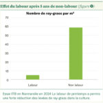 Désherbage des graminées