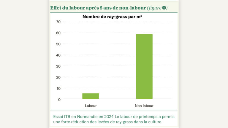 Désherbage des graminées