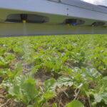 Retour à la hausse des ventes du biocontrôle en 2024
