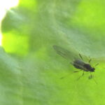 Movento : une dérogation de 120 jours pour protéger la betteraves.